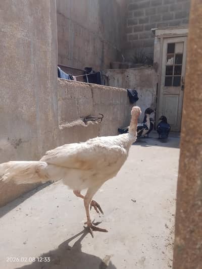 gher ka palay hua ha 2 female 1 male  healthy active 1st breed karinga