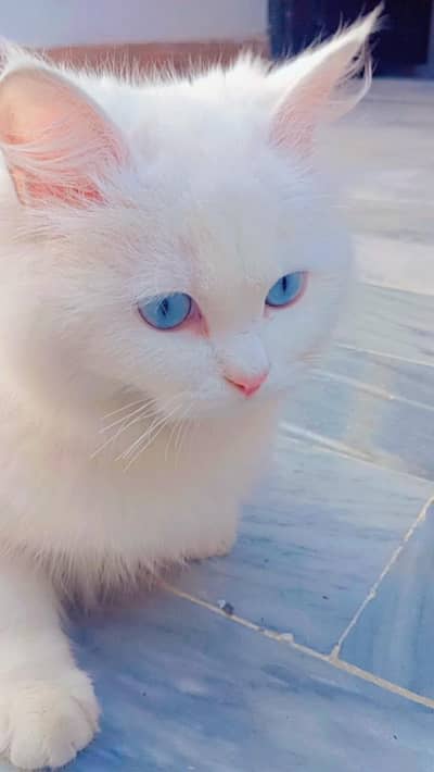 Persian blue eye's cat