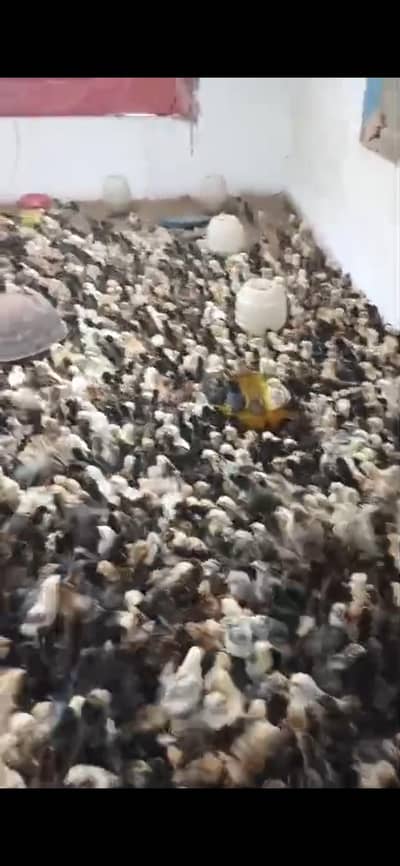 misiri chicks for sale healthy and active