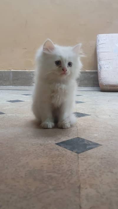 Persian male kitten