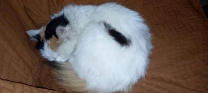 triple cot Persian cat