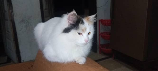 triple cot Persian cat