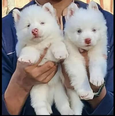 Russian puppy dog 2month age My WhatsApp number 03275745285 for sale