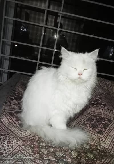 female cat for breeding