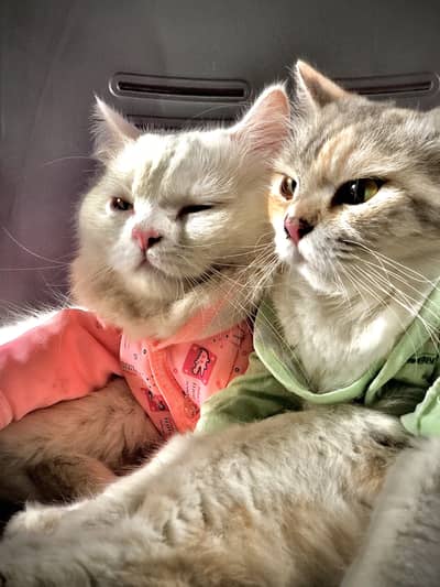 Cats for sale fully trained litter trained no any food demand