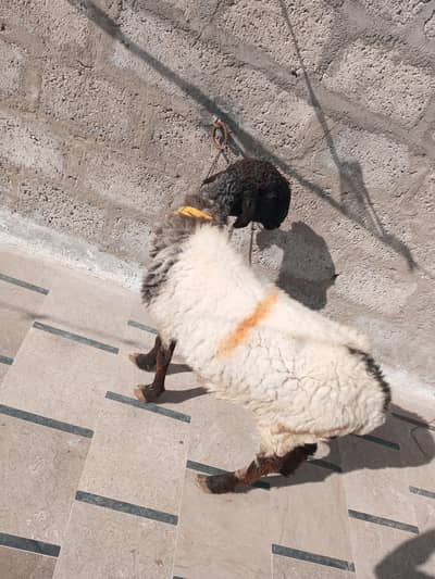 dumbi for sale urgent