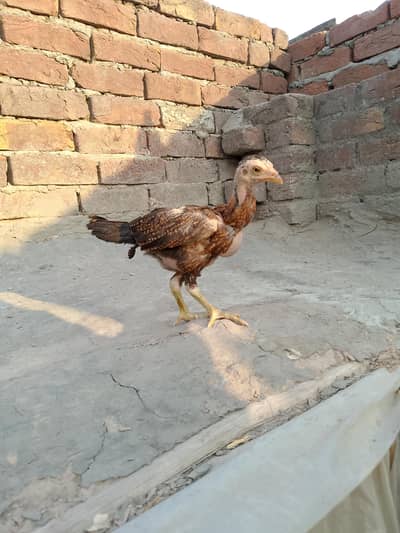 Aseel pure burmi chakis age 1 month 15 days 2 male 1 female for sale