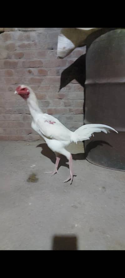 pure O Shamo Japanese