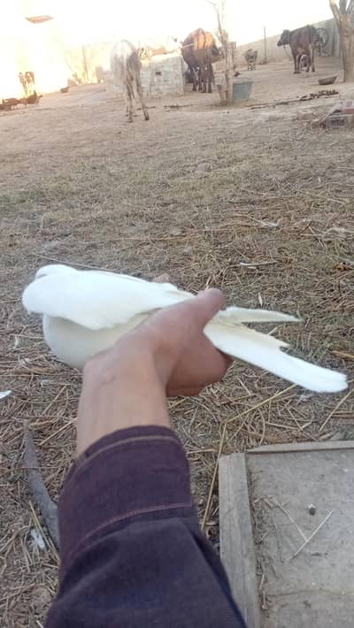 aik male motana ha or aik female ha