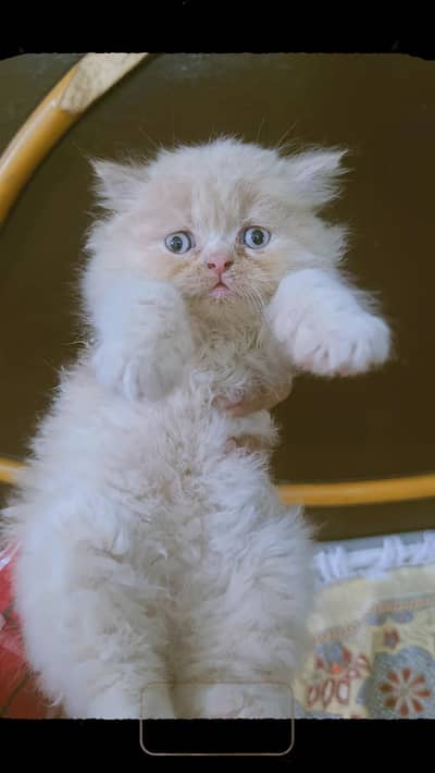 persian kitten trippel coated male kitten ginger brown colour