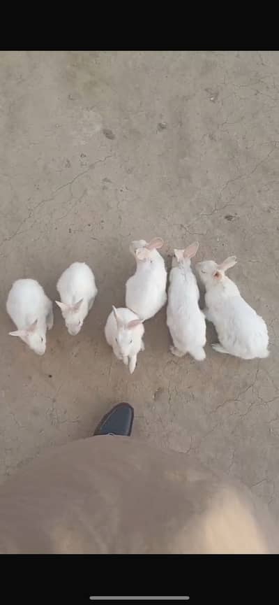 Cheez ki gurantee hogi