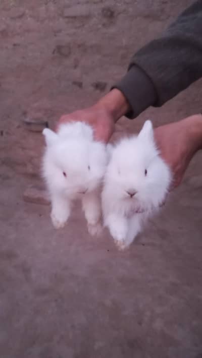 English angular rabbit