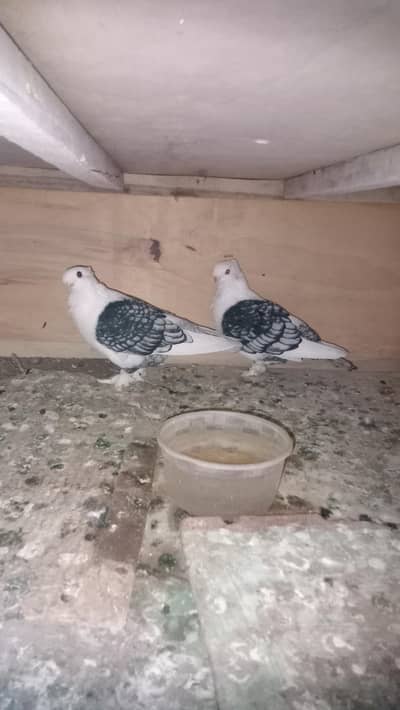 I am selling my 2 male active and i healthy