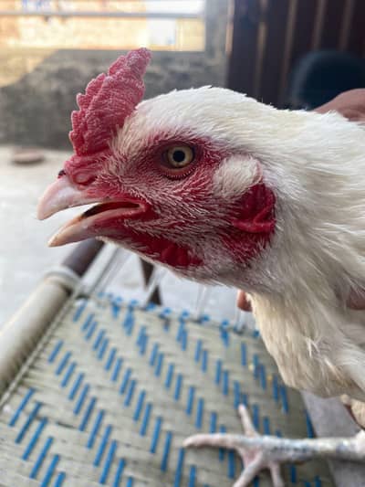 Heera Aseel Thai For Sale