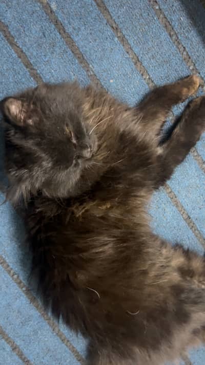 Black Persian cat urgent cell