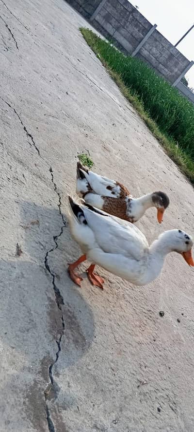 desi ducks
