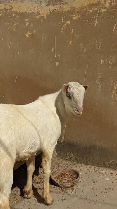 Pointed Teddy Pink Nose Age : 9 months