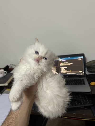 Persian Kitten White Triple Coat