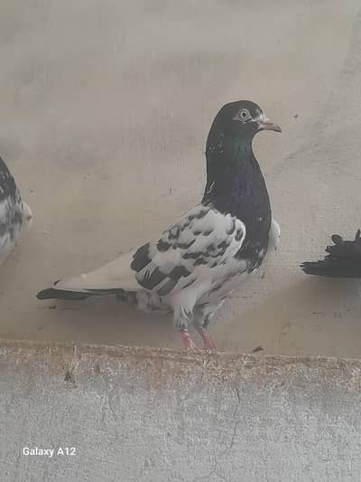 Rampuri +Teddy + kamagar