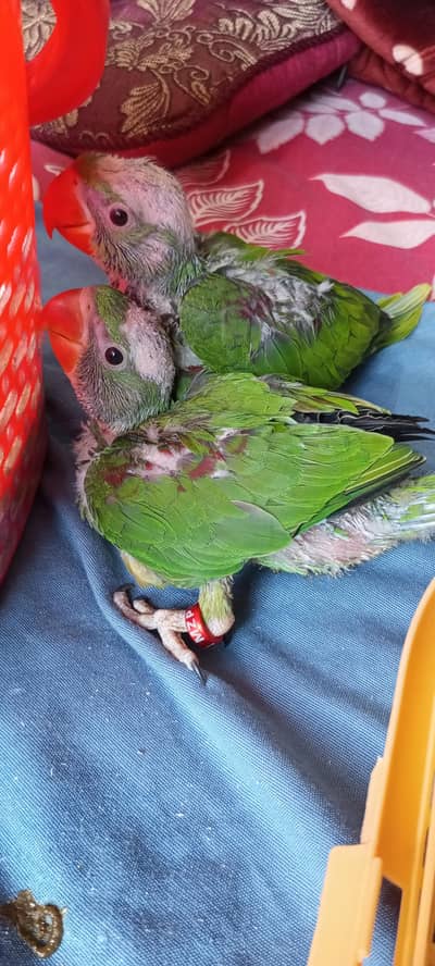 Pahari raw chicks ring bird