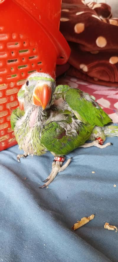 kashmiri raw and cockatiel chicks