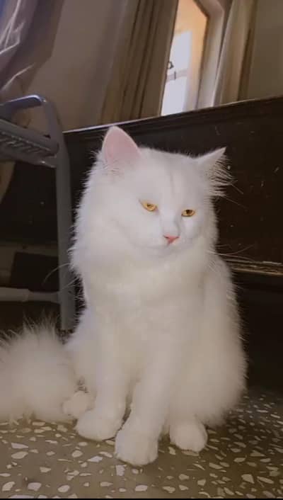 Persian Cat