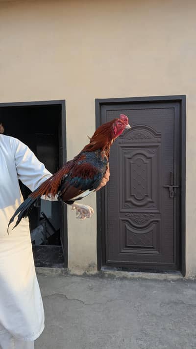 Aseel Lakha miyawali Breeder