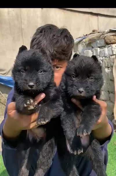 Balck Shepherd long coat piar for sale available