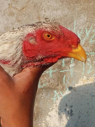 shamo king size patha for sale urgent