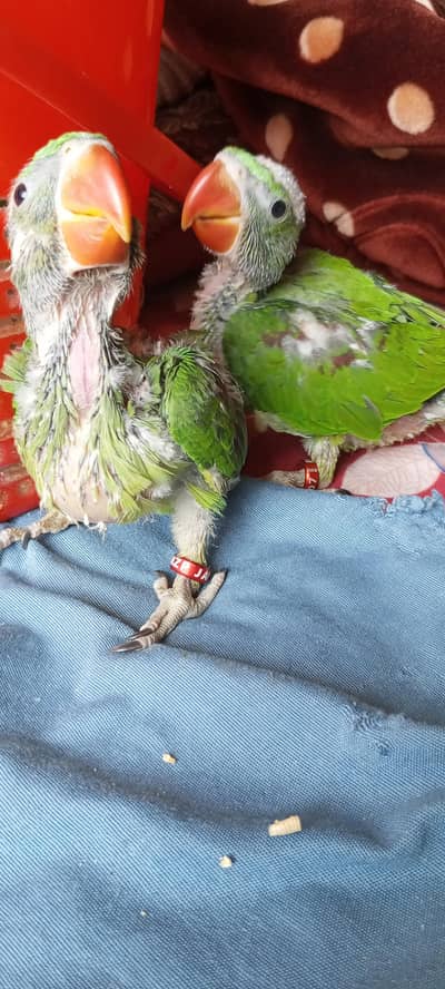 Pahari chicks karachi breed raw