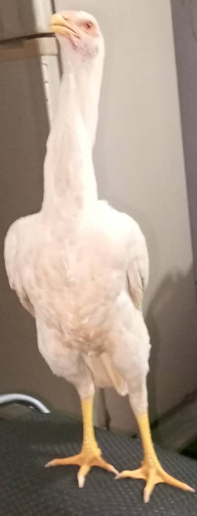 Shamu ka Murga-Murgi Joda For Sale