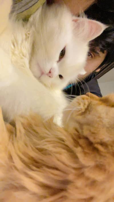 2 Male Double Coated Cats