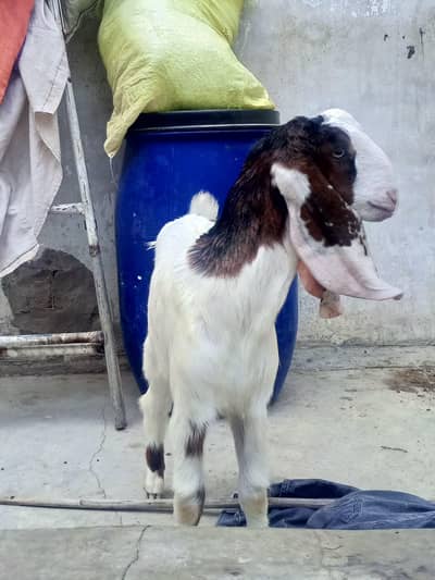 2 male bakra for sell