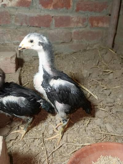 Black king shamo chiks available