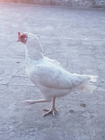 High Quality Heera Aseel Breeder Female