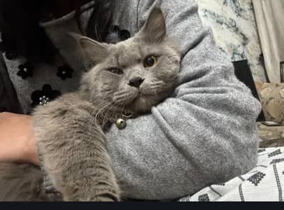grey cat