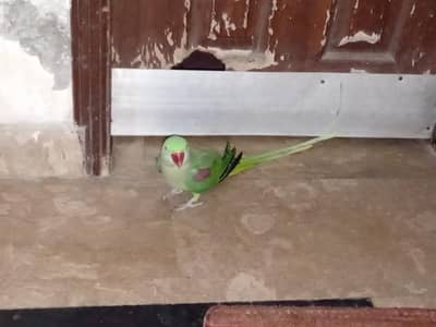 green parrots female