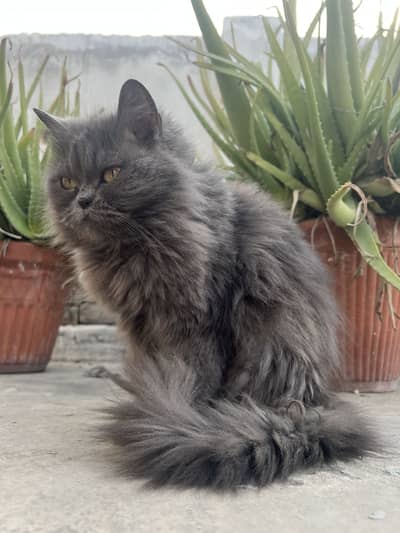 Pure Persian Punch Face – Loving & Friendly