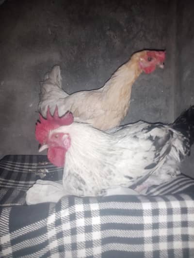 khubsurat Mar Gaya hai ande wali murgi hai ghar ki murgi hai