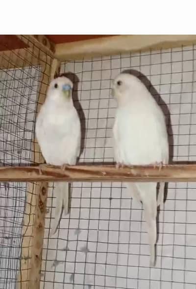 Australain breeder pair 03066623459