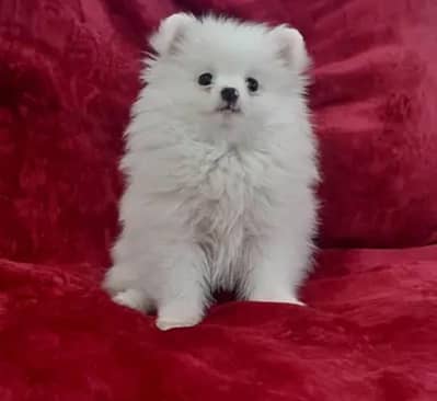 Russian puppies 03425137217