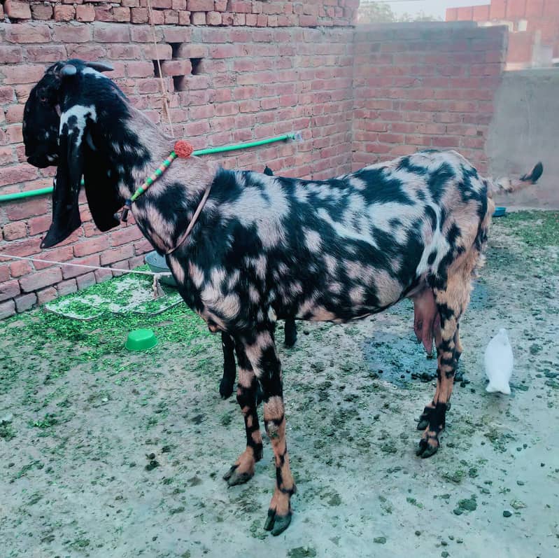 بیتل بکری فارسل دودھ والی بکری  نہایت ہی مناسب قیمت پر کی 0