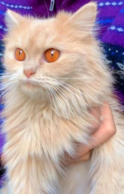 Playful & Fully Vaccinated Kitten – Litter Trained