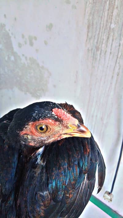 beautiful bacha for sale