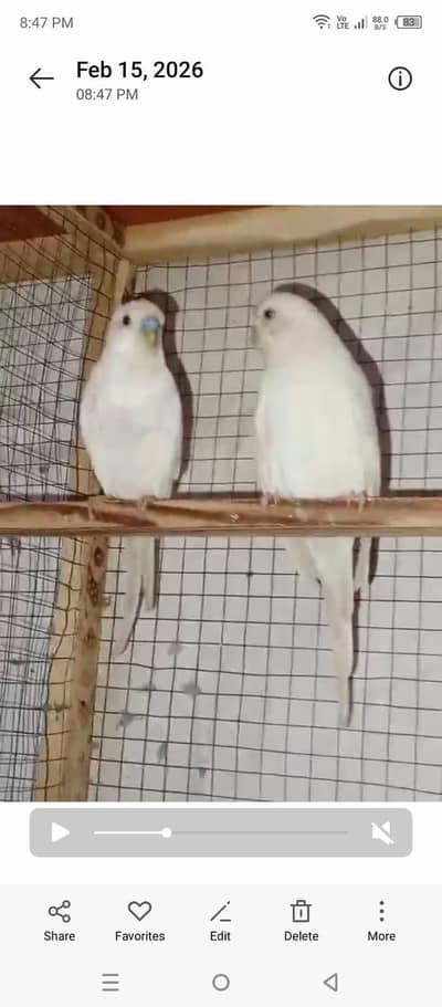 Australian breeder pair 03066623459