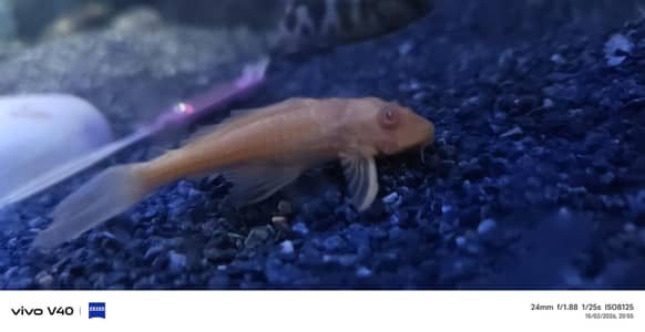 2 blue line 2 sucker