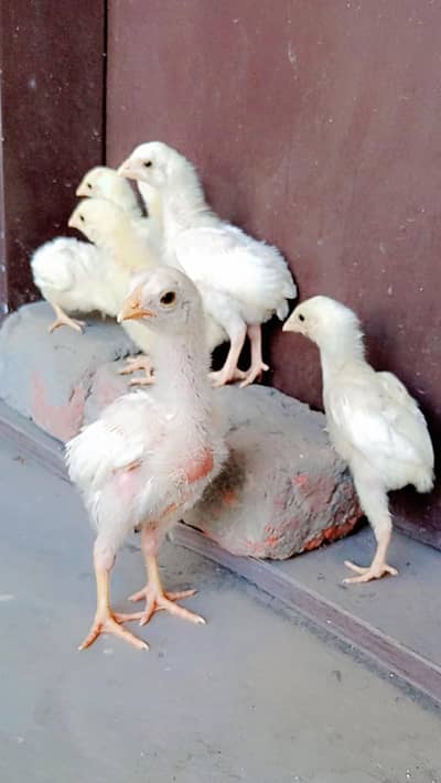 Heera Aseel Chiks And Thai Pakoye Chiks Lohman brown hen,Eggs