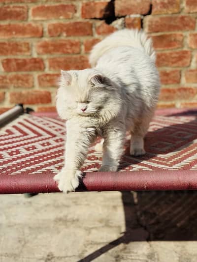 Persion lovely white breed