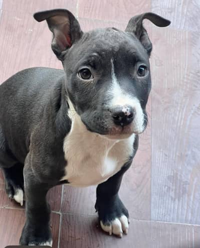 pitbull  bully pappy lahore