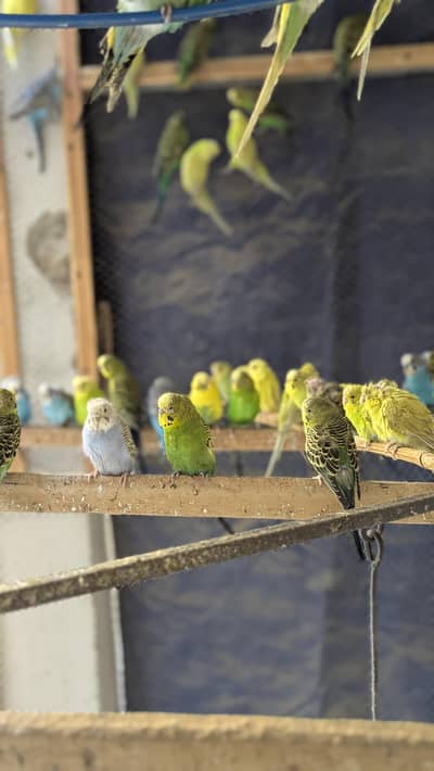 budgies for sales